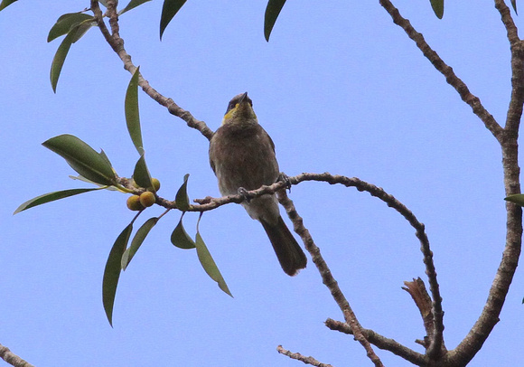 Mangrove Honeyeater...range restricted but lacking in charisma....