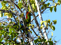 The range-restricted Fischer's Turaco.