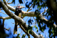 The aptly named Trumpeter Hornbill.