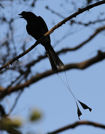 Greater Racket-tailed Drongo.