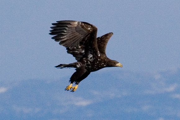 Juvenile Steller's Sea Eagle