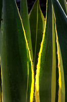 A variegated Agave americana
