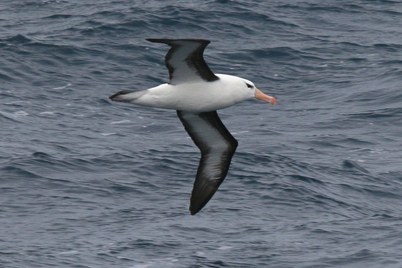 Heading back across the  Drake Passage...Black-browed Albatross.