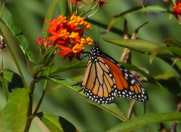 Monarch butterfly on Asclepias