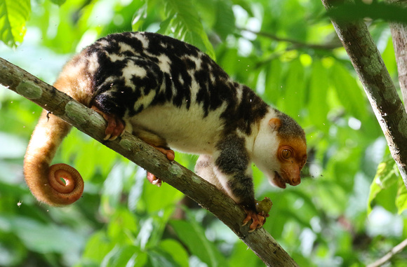 Common Spotted  Cuscus.