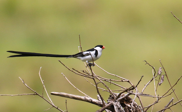 The outrageous Pin-tailed Whydah...