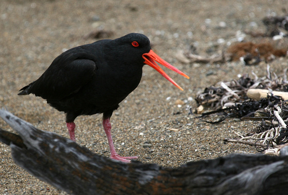 An angry Variable Oystercatcher !