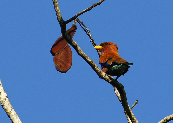 ....and  the birds are different too....Broad-billed Roller!