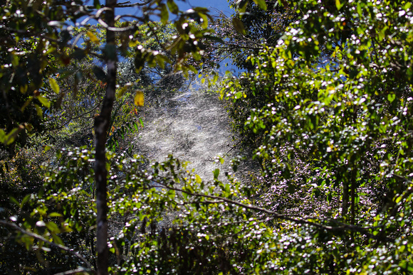 We frequently  saw  these communal  spider's webs.....sometimes 5 m. or more across.