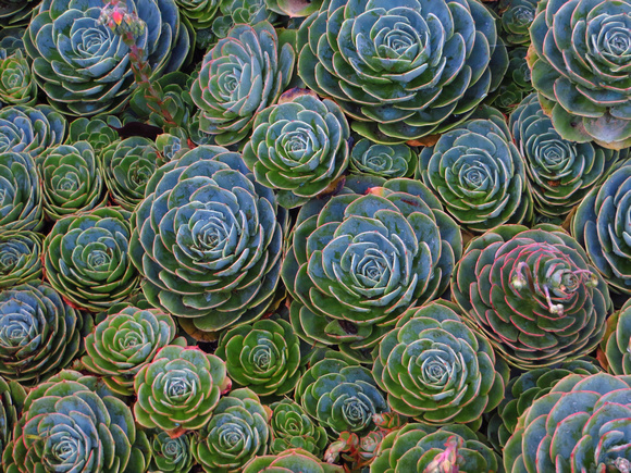 This was the land of Sempervivums !