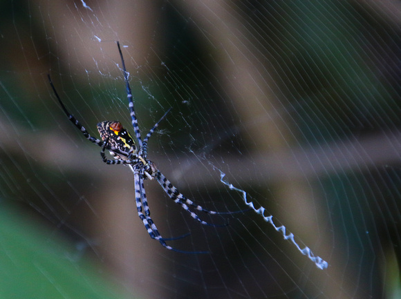 Banded garden spider (Argiope trifasciata)