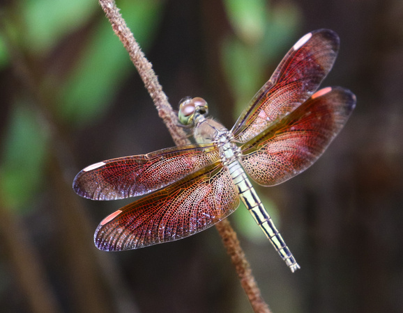 Dragonfly...probably a  Darter sp.