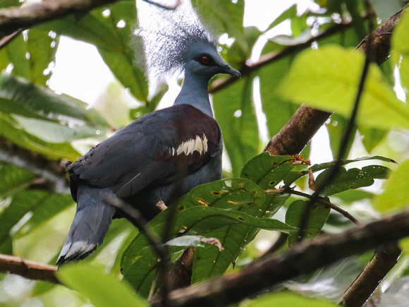 The amazing Western Crowned Pigeon.......