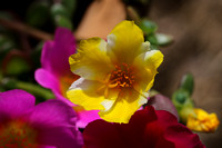 Portulaca  flowers....they love it here.