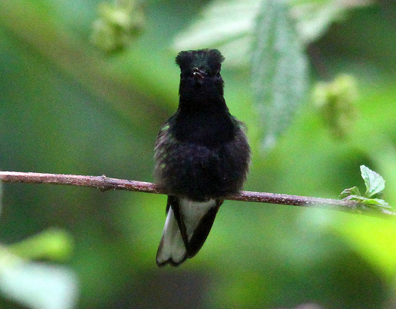 These Black-bellied  Hummers  had an excellent punk hair-do.