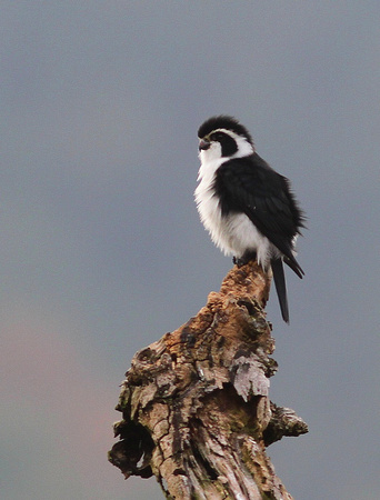 The excellent  Pied Falconet....