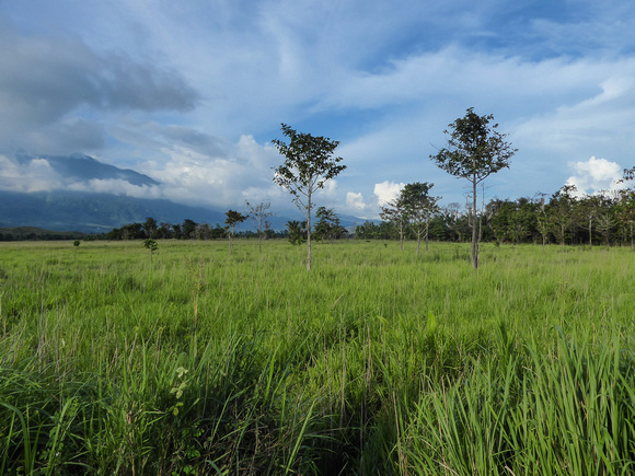 Grassland  near L. Sentani.