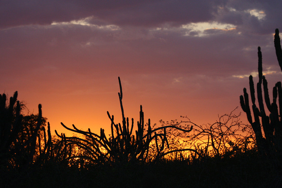 Sunset in the sub-desert