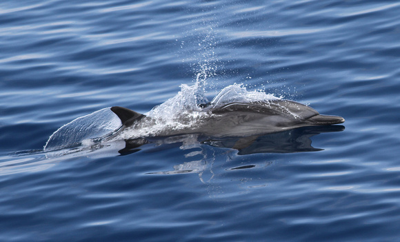 but I think this one is a Pantropical Spotted Dolphin...maybe...